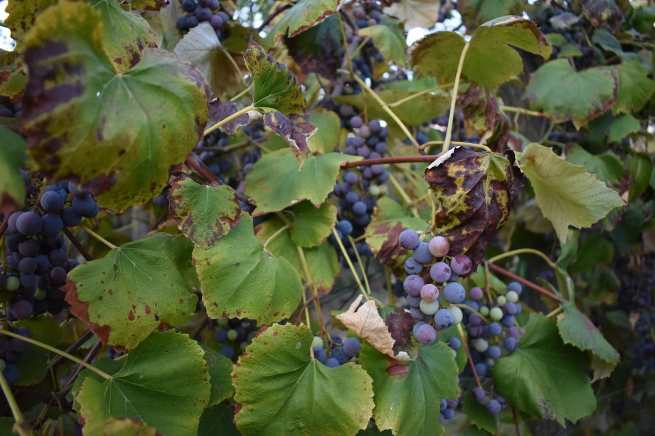 Odmor Za Dusu I Tijelo U Srcu Prirode Vila Aljmaš Exterior foto